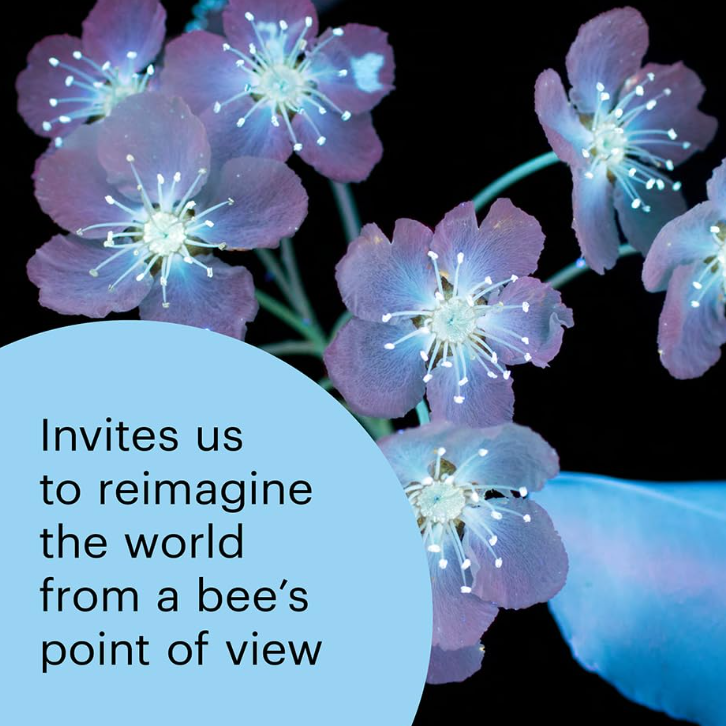 What the Bees See Book