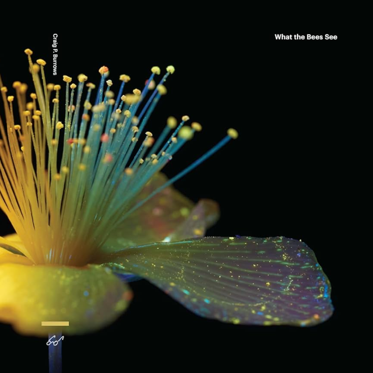 What the Bees See Book